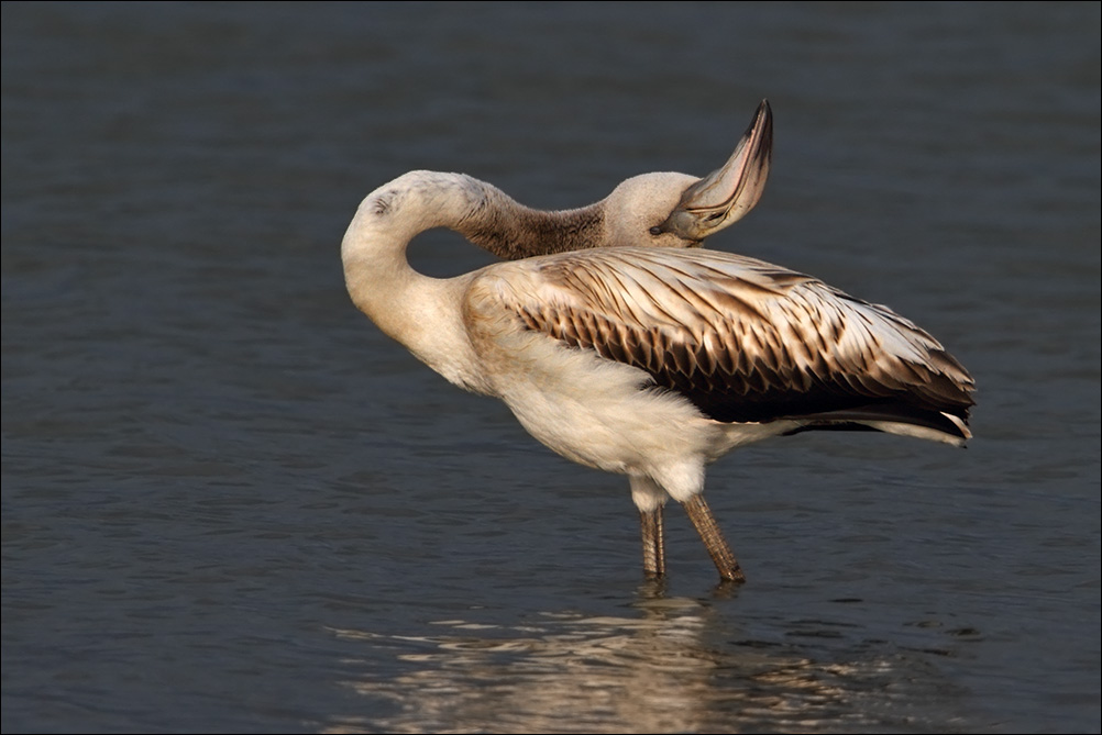 Un fenicottero al Lago di Canterno